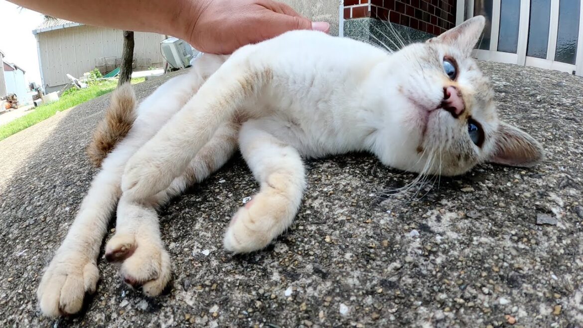 コテンッとひっくり返って甘えてくるシャム猫ちゃん コテンッとひっくり返って甘えてくるシャム猫ちゃん