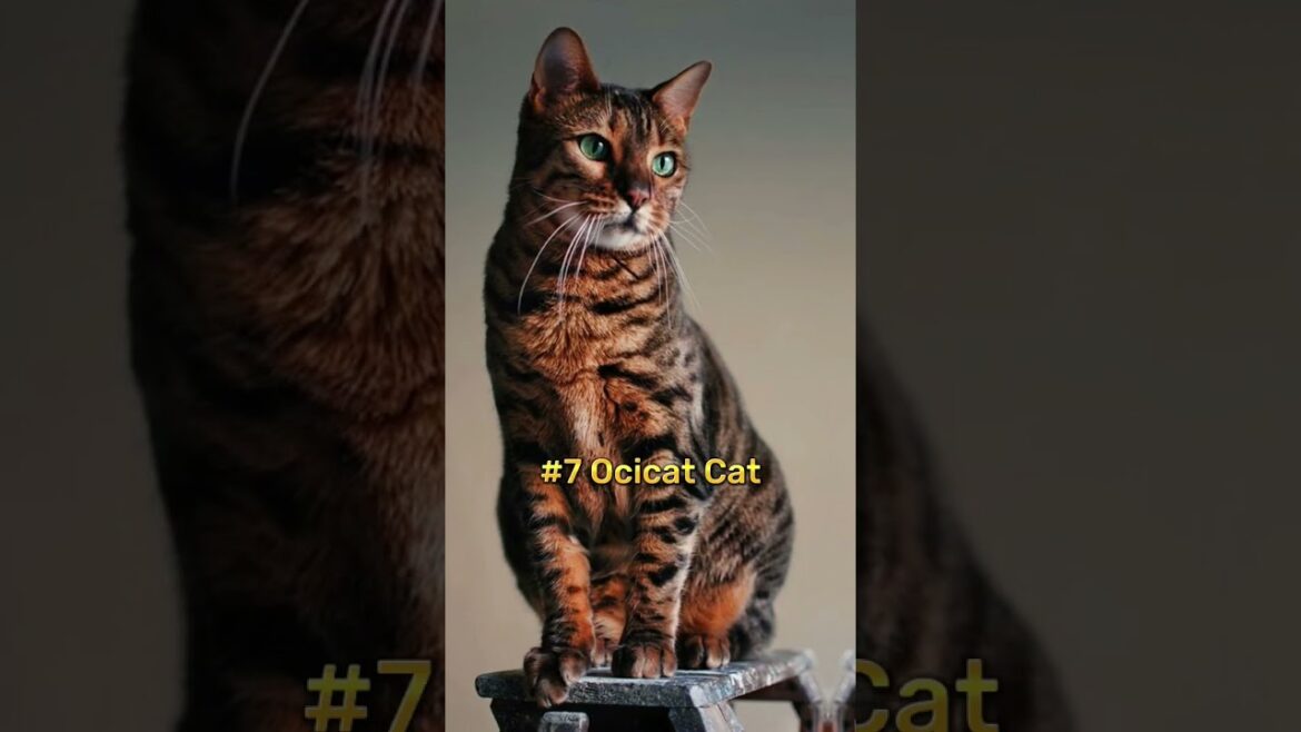 The 10 Most Beautiful Cat Breeds in the World #top10 #top10world #cat #india #shorts #animals