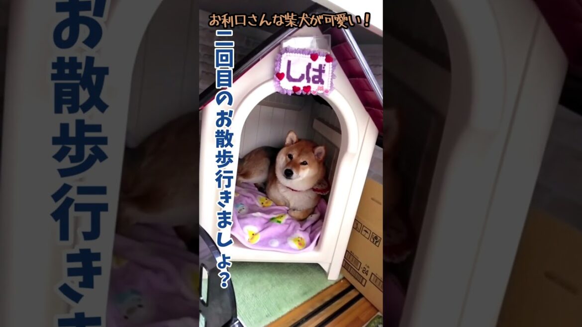 【柴犬】お利口さんな柴犬の最後きょとん顔が可愛い! アフレコ#shorts 【柴犬】お利口さんな柴犬の最後きょとん顔が可愛い! アフレコ#shorts