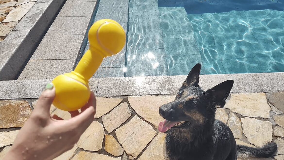 水に飛び込むのが嫌いな犬の前で、プールにおもちゃを投げてみた結果…ｗ