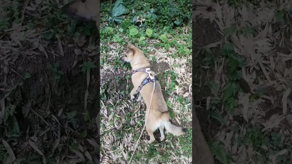 何かを察知した猟犬 #shorts