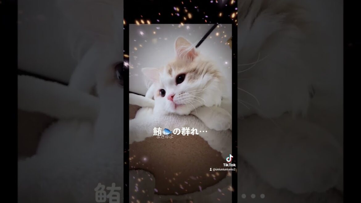 暇を持て余すしらたま神 #ラガマフィン #cat #猫動画 #子猫 #shorts