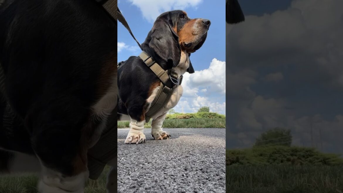 Giant puppy Leo Winston McRib sees someone he wants to meet, and changes course to follow #shorts