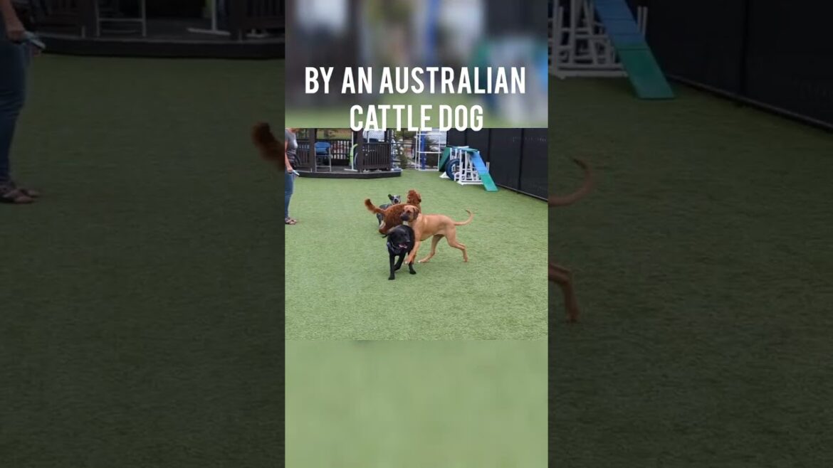 Australian Cattle Dog HERDING Ozzie