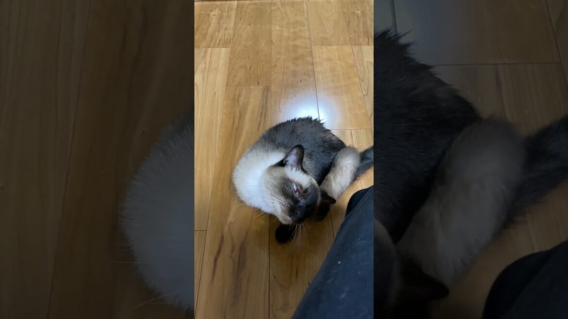 【2023.07.18】今日のシャム猫のふくさん（音無し）【たぬき猫】 #shorts