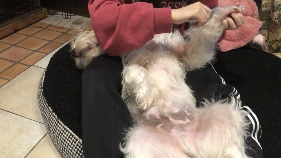 全てを諦めたあびを【プチバセの子犬】