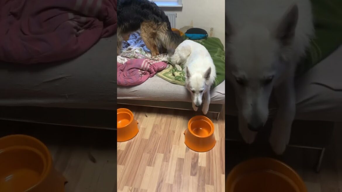 多頭飼い夜ご飯パート1#doglife #多頭飼い #shorts #ジャーマンシェパード #ホワイトスイスシェパード #グローネンダール #グローネンダール  #ミニチュアピンシャー