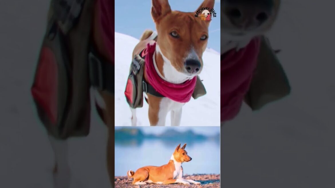 உலகத்தில் குரைக்காத நாய் எது?  Basenji Dog Breeds #basenji |dog that doesn't bark #dogbarking  #நாய்