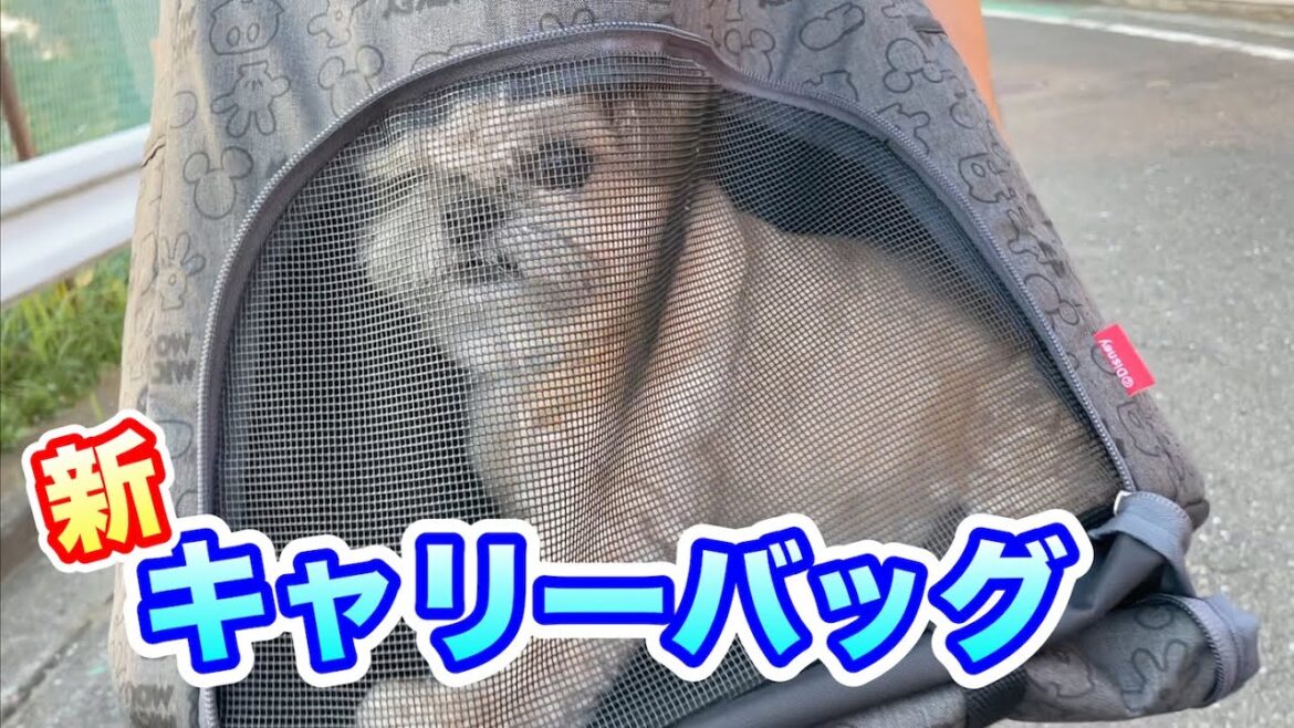 新しいキャリーバッグでの様子を紹介 チワワ×シーズー