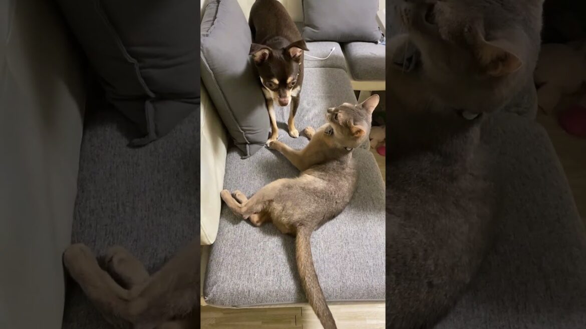 (アビ&チワワ) 猫との距離を詰める犬 #shorts