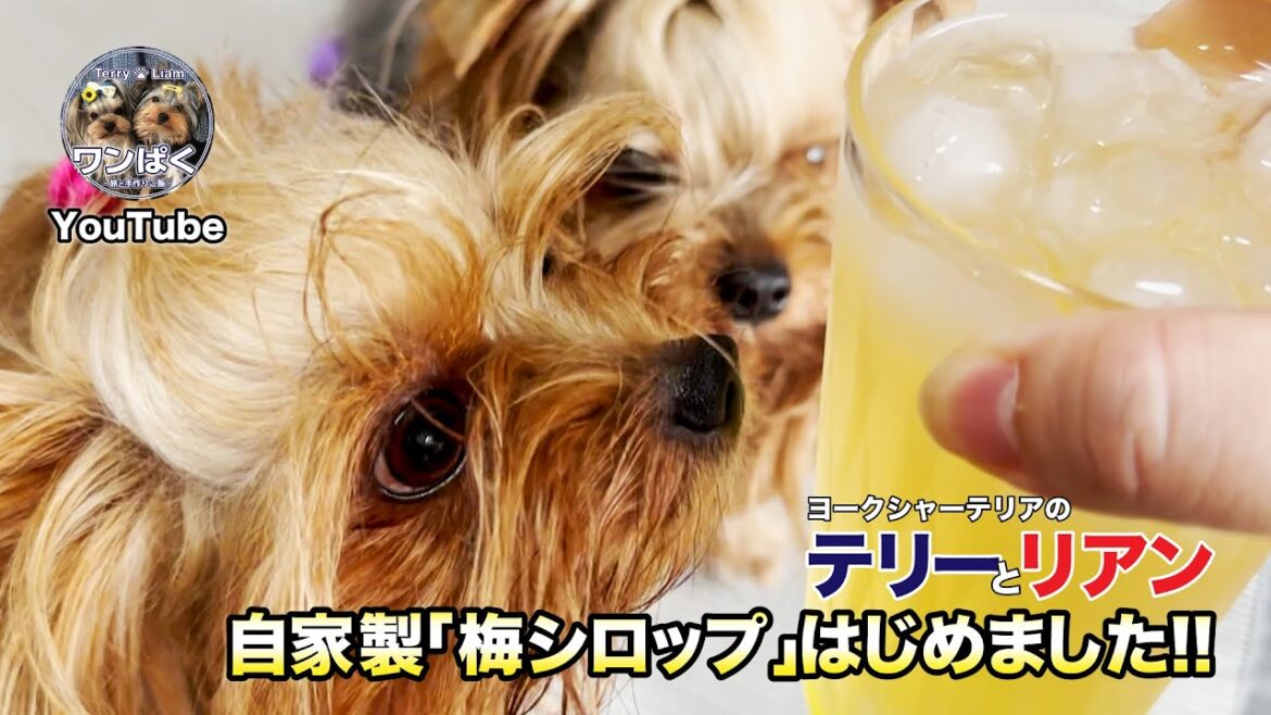 【ばあば特製】自家製「梅シロップ」はじめました！こりゃ美味い💞 4K映像【テリーとリアン】