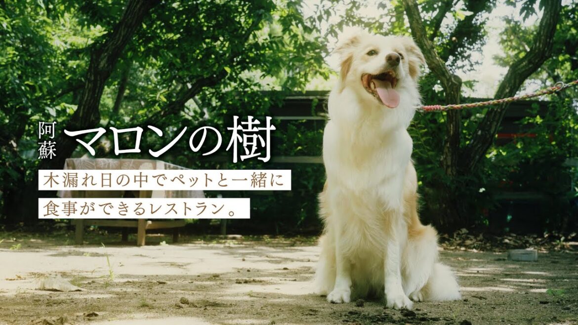 【SUMMER DAY】木漏れ日の中でペットと一緒に食事ができるレストラン in阿蘇マロンの樹 【SUMMER DAY】木漏れ日の中でペットと一緒に食事ができるレストラン in阿蘇マロンの樹