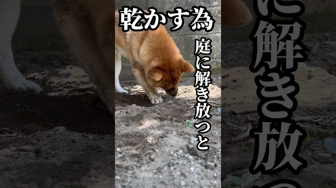 シャンプー嫌いな柴犬の末路　#柴犬とん