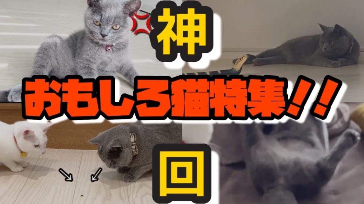 【爆笑】猫のおもしろ動画【こたつの中が衝撃過ぎた】#猫 #おもしろ #かわいい猫 #ブリティッシュショートヘア #猫動画
