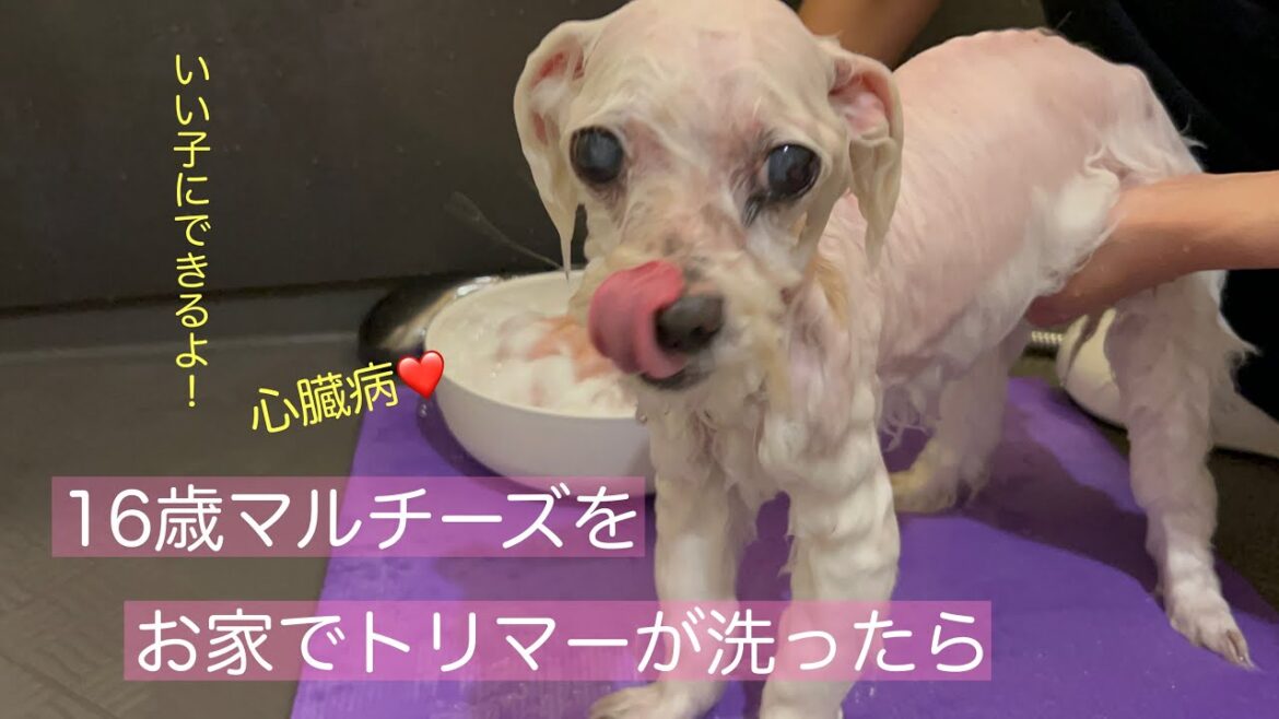 心臓病！16歳マルチーズをトリマーがお家でシャンプー🧴【1】　#マルチーズ  #マルチーズのリーヤ #トリミング
