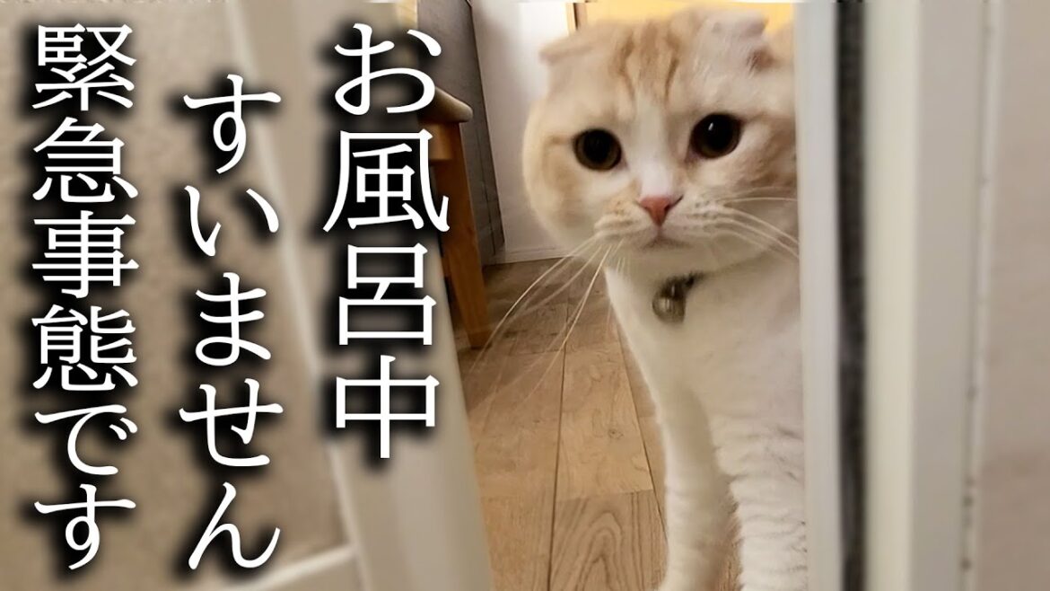 猫がハスキー犬の異変に気づき知らせに来ました...