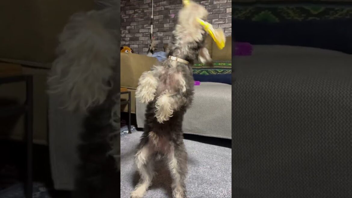 🐶オモチャの為に全集中😬トレーニング　【シュナプーのぺぺ】2023.7.23