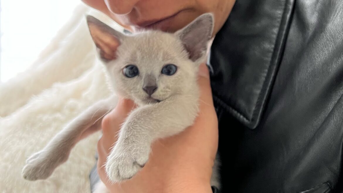 【ロシアンブルー】子猫が我が家にやってきた【ブルーポイント】