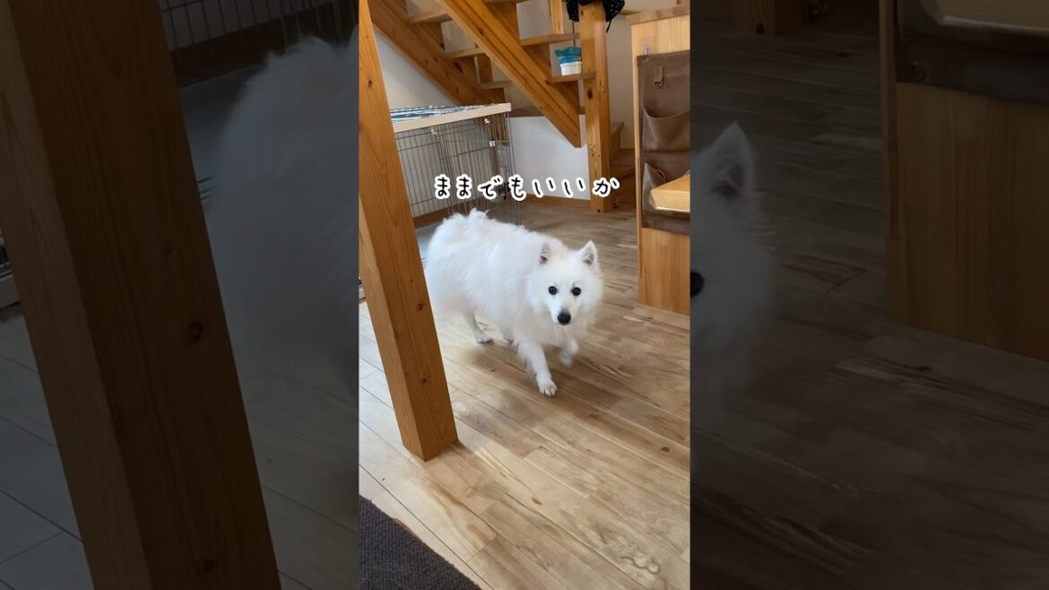 ママで妥協しようとするスピッツ犬　#日本スピッツ #japanesespitz #shorts