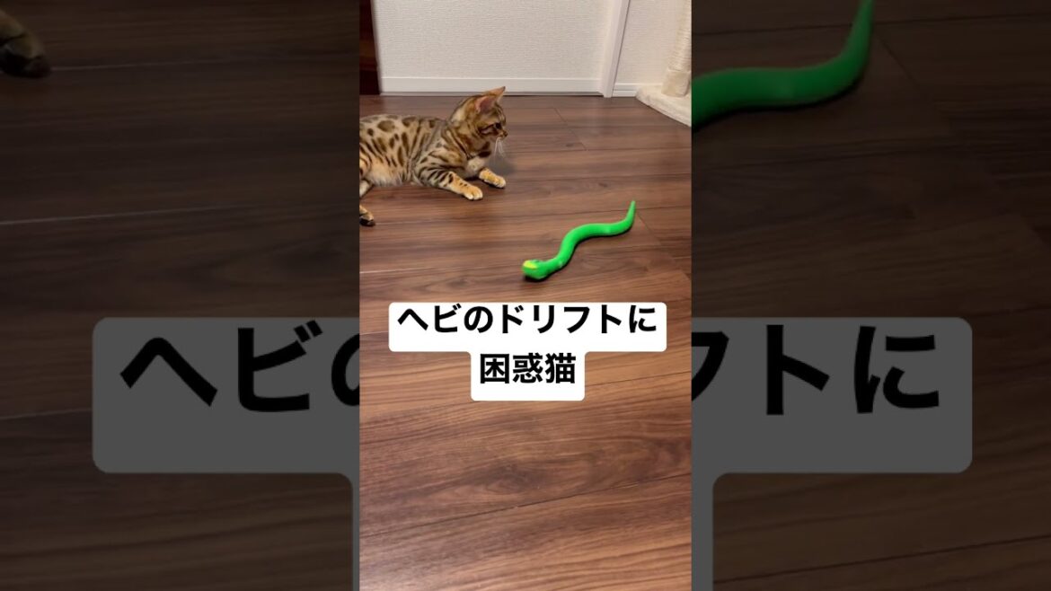 【頭文字C】ドリフトするヘビのおもちゃに困惑するベンガル猫【InitialCat】