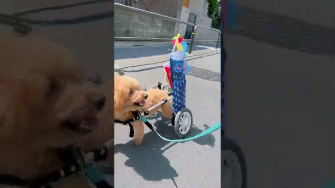【トイプードル】元気に鯉のぼりを泳がせた車椅子犬　#shorts