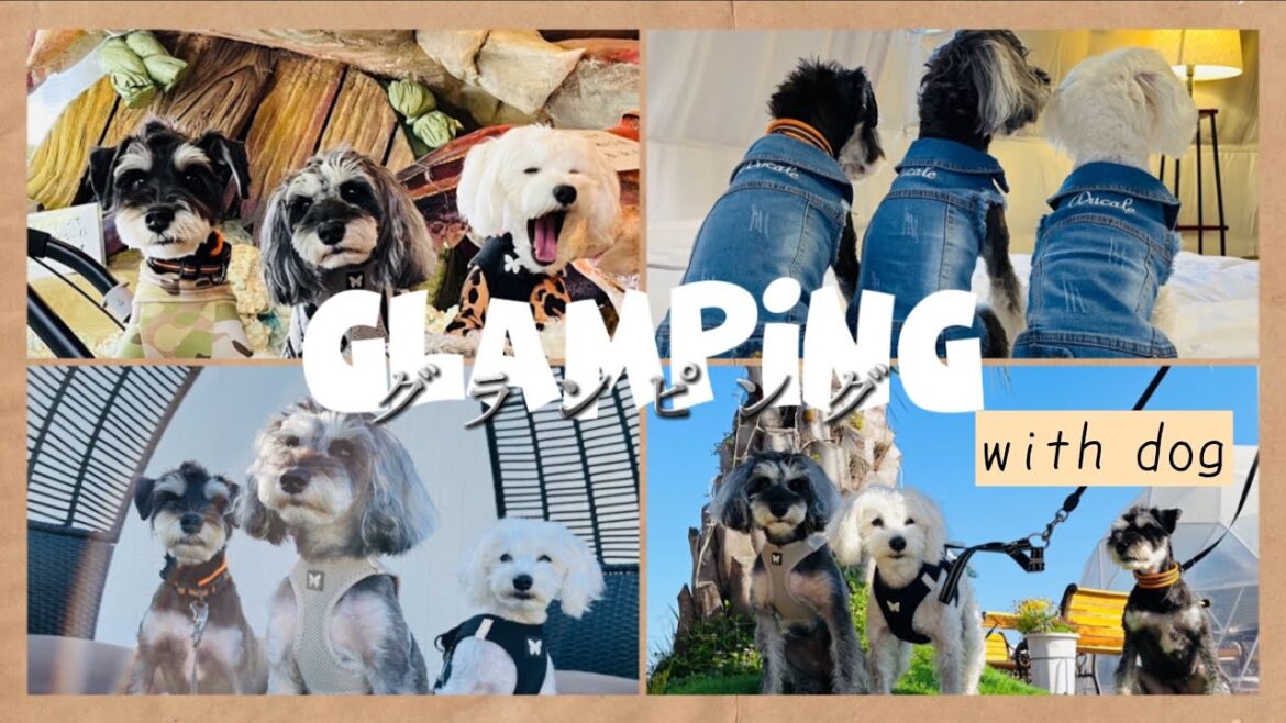 【glamping】愛犬とグランピング行くとこんなだった！ミニチュアシュナウザー