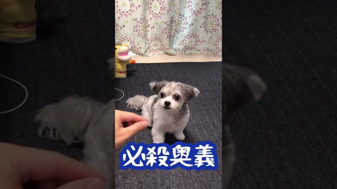 【チャレンジ】おいでおいでしたらちゃんと来るのか？【マルチーズ×狆(まるちん)】#犬のいる生活 #チャレンジシリーズ #shorts