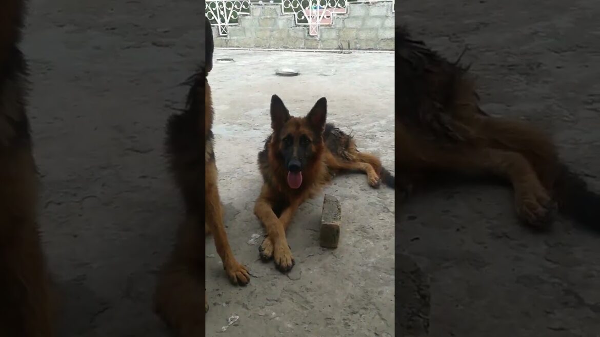 3 German Shepard Dogs