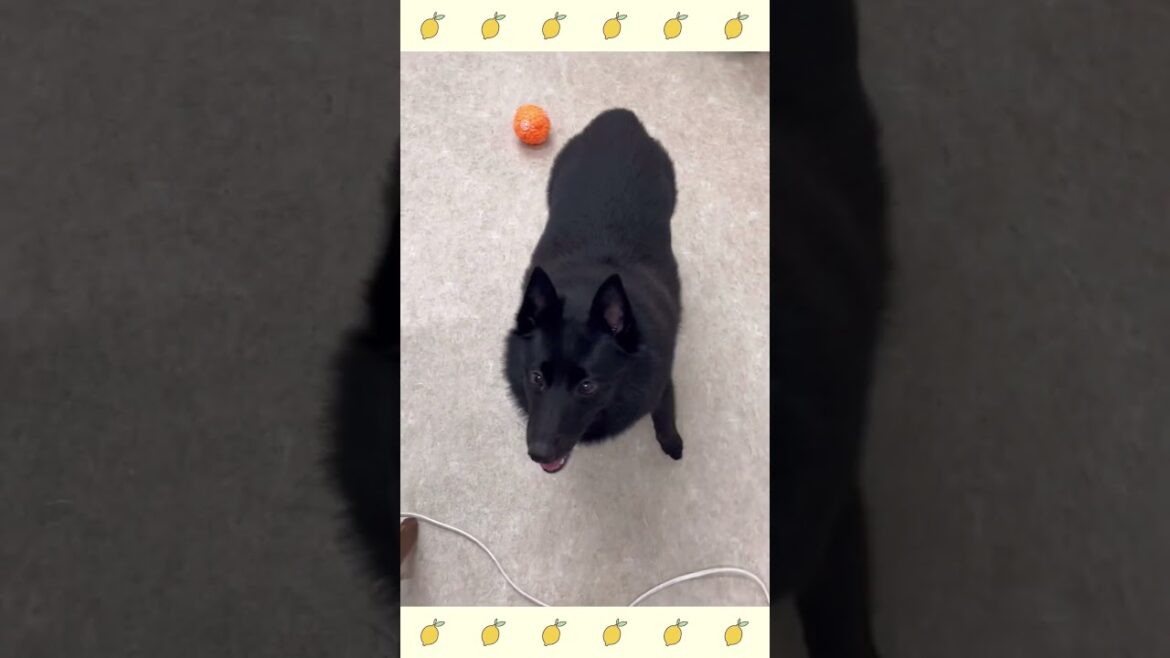 犬のようちえん・ほいくえん・お泊りトレーニング＃スキッパーキ#犬のしつけ#shorts
