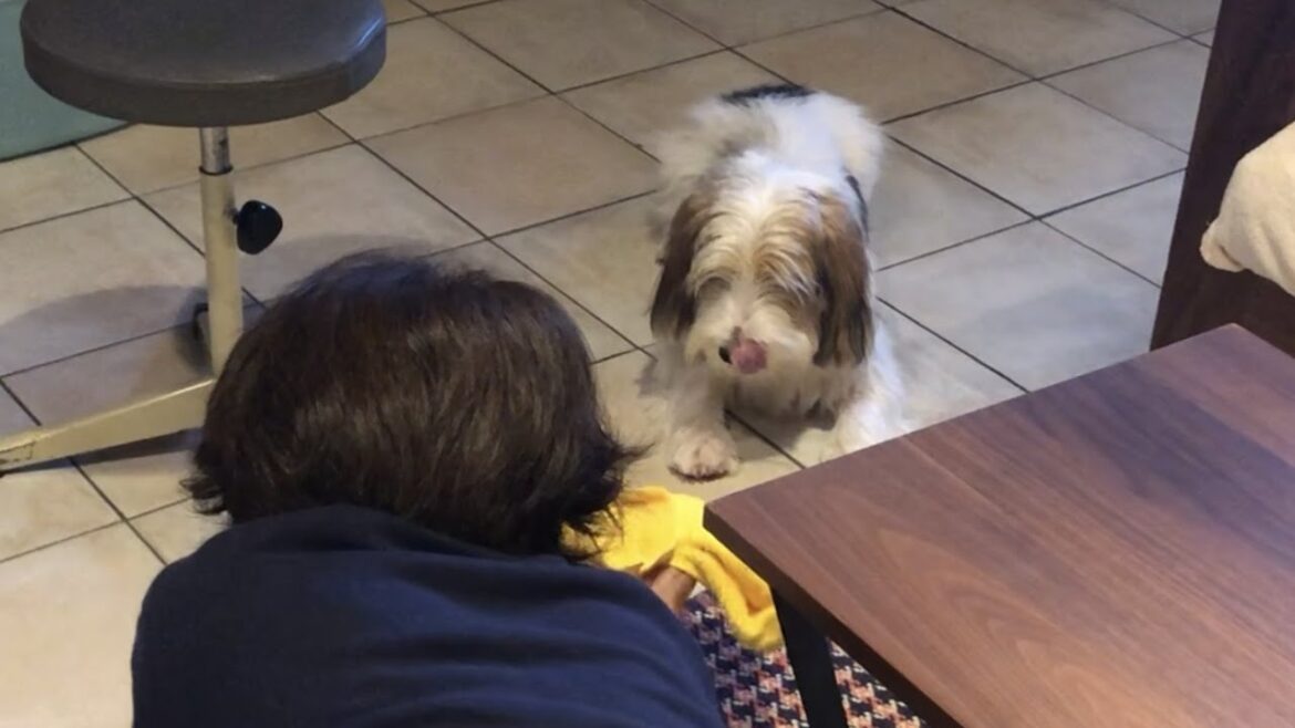 食後はお口を拭かなきゃ！！【プチバセの子犬】