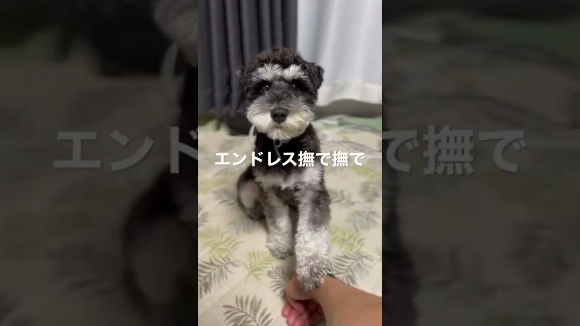 【甘えん坊の成犬シュナウザー】撫で撫でやめると煽ってくるミニチュアシュナウザーまろ#shorts