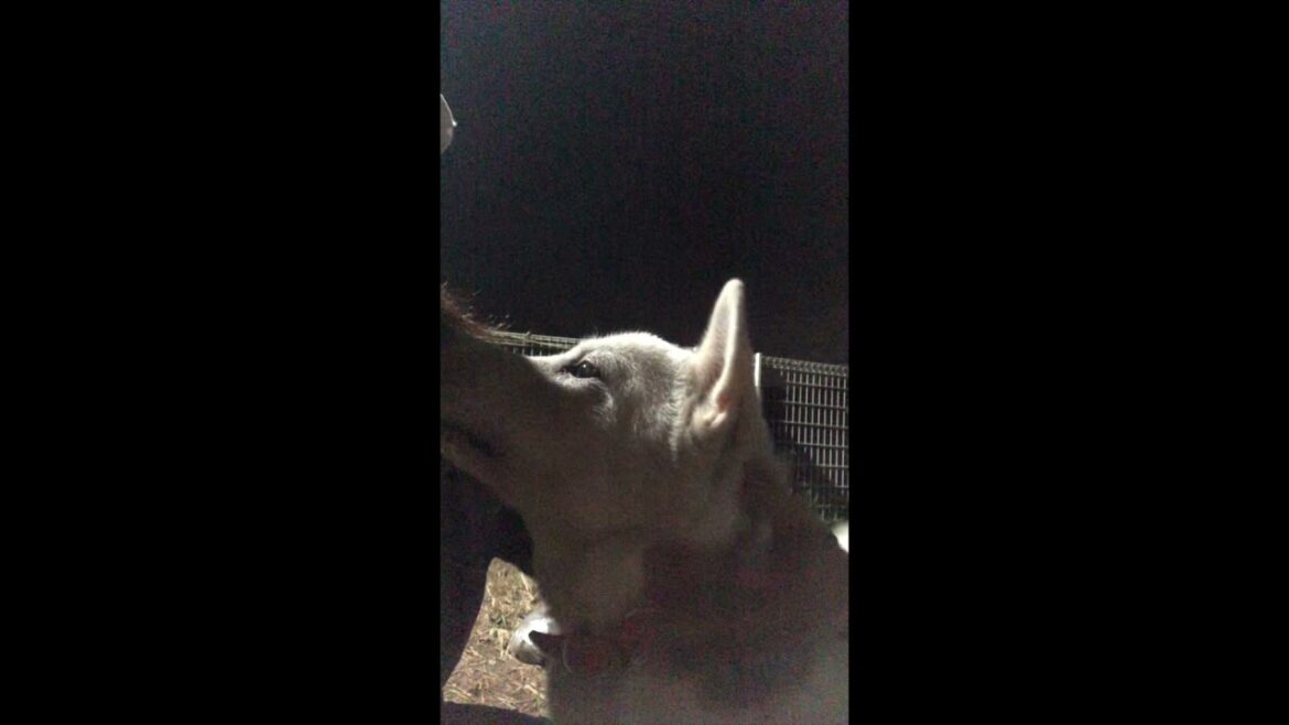 【保護犬】今夜も可愛い紀州犬北斗くん❤️【里親募集中】