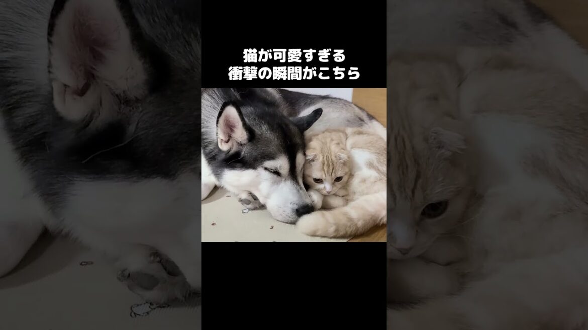 猫の行動が可愛すぎる衝撃の瞬間がこちら...#shorts
