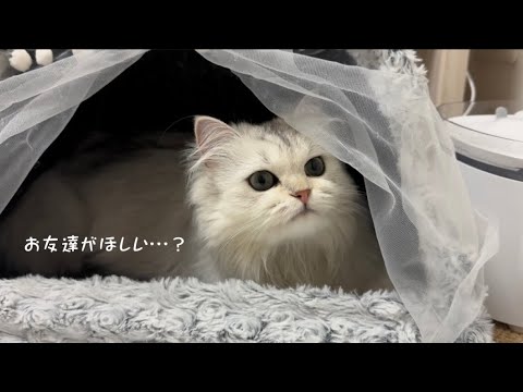 【ペルシャ猫】ツンデレ王国のお姫様👸💖お友達を作ろうの巻 【ペルシャ猫】ツンデレ王国のお姫様👸💖お友達を作ろうの巻