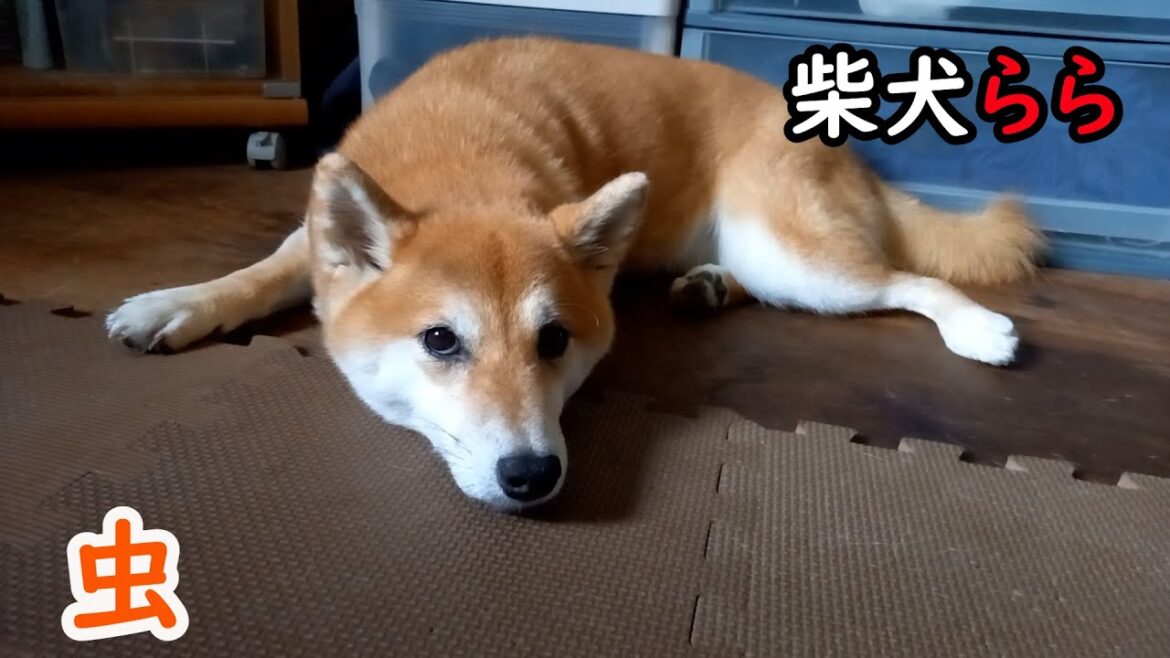 虫