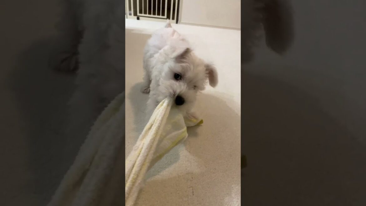 そっちが唸るんかい笑【ミニチュアシュナウザー】
