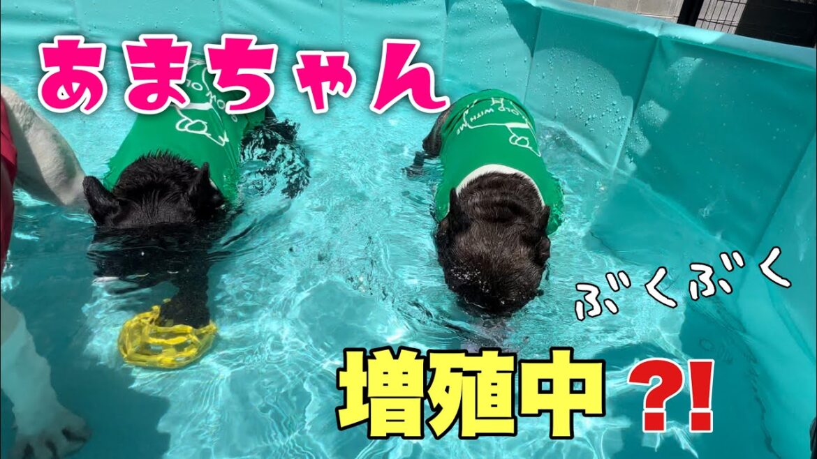 じぇじぇじぇ‼フレブル6兄弟家にあまちゃん発生中⁈