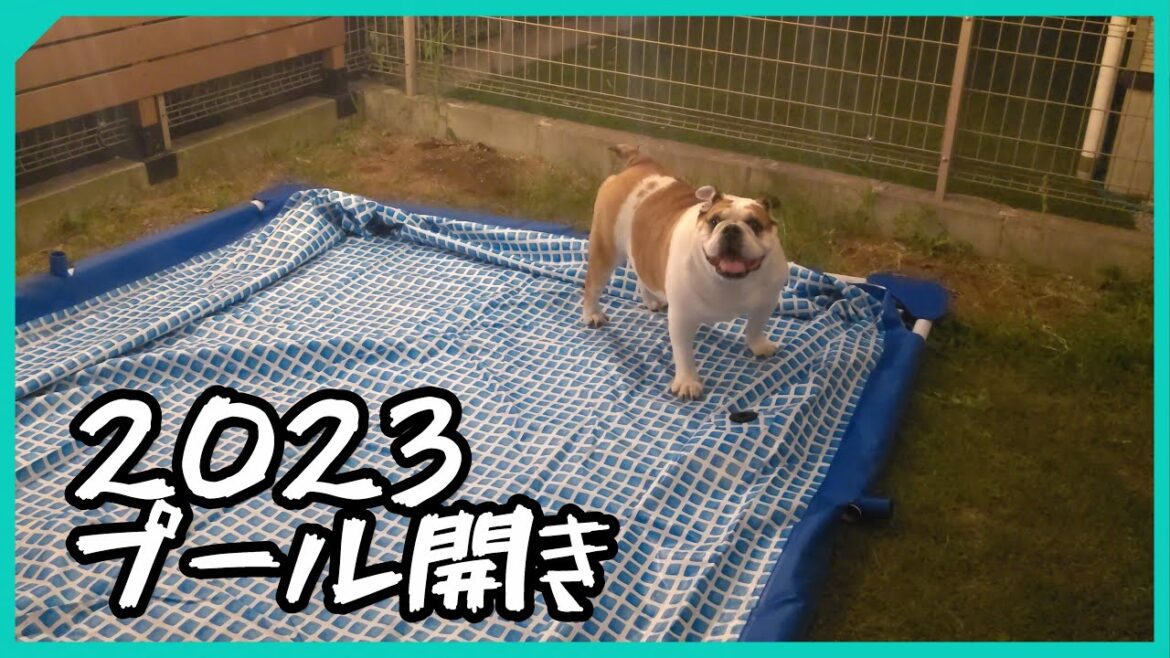 ミルク家のプール開き　ブルドッグミルクチャンネル