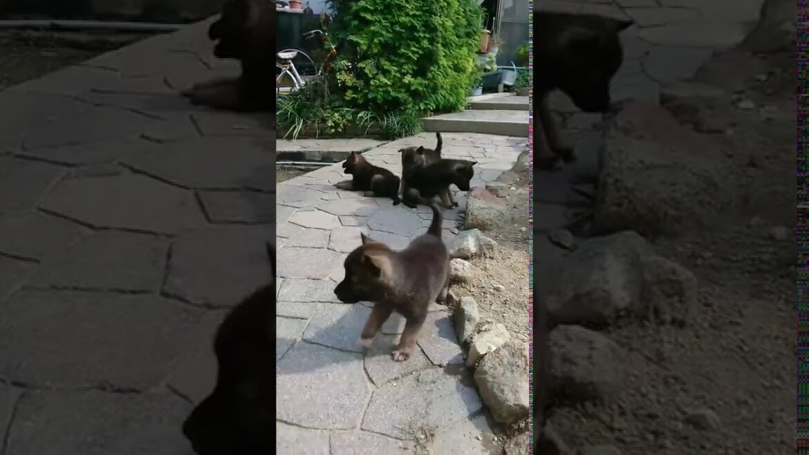 紀州犬　胡麻　4兄妹