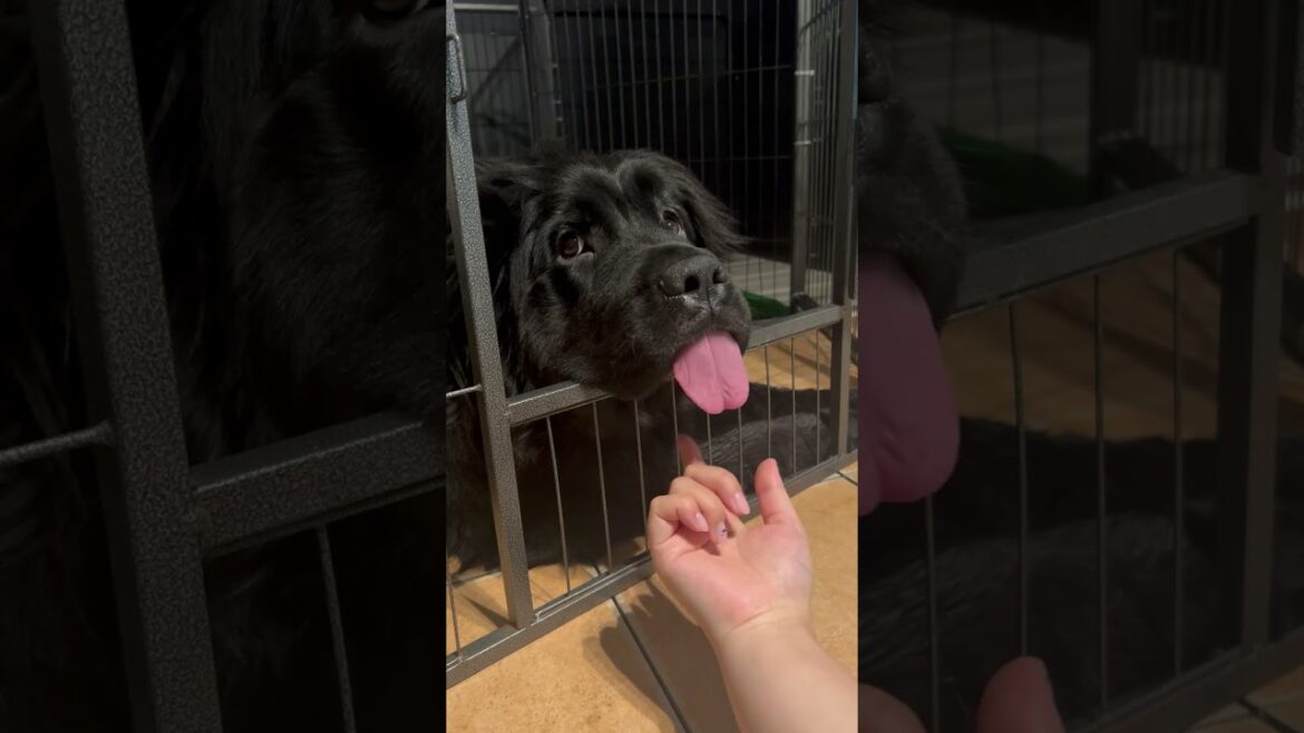 おくつろぎ中のハニーちゃんにちょっかいかけてみた(笑)【ニューファンドランド・超大型犬・ハニライちゃんねる】 #shorts おくつろぎ中のハニーちゃんにちょっかいかけてみた(笑)【ニューファンドランド・超大型犬・ハニライちゃんねる】 #shorts