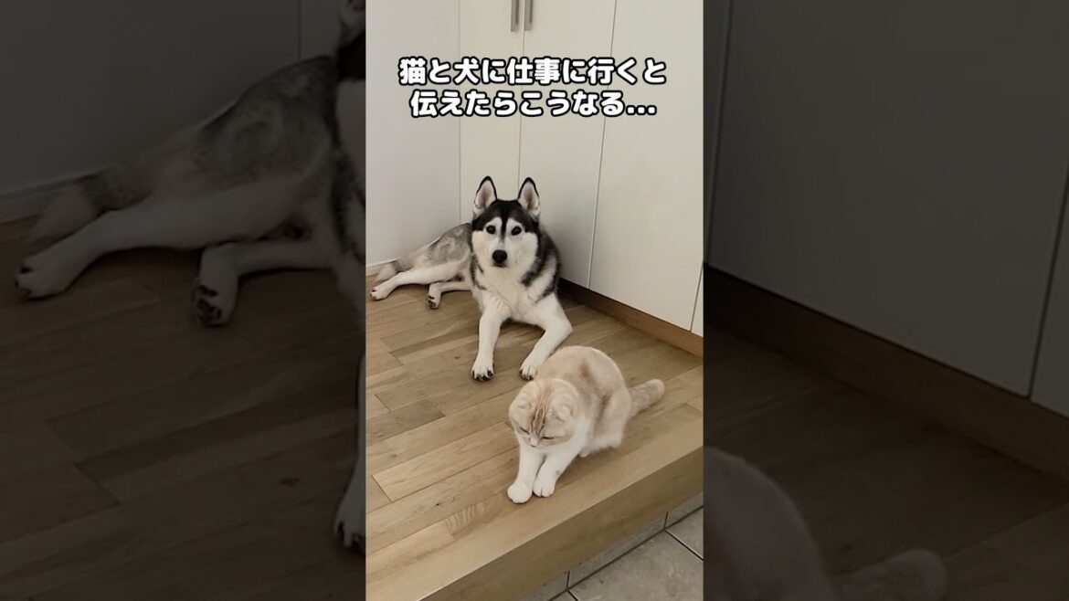 猫と犬に仕事に行くと伝えたらこうなる...#shorts