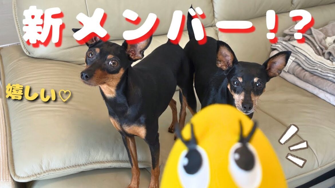 【誕プレ】お友達からもらったプレゼントに対する2匹の反応の差が面白かったｗ【ミニピン】