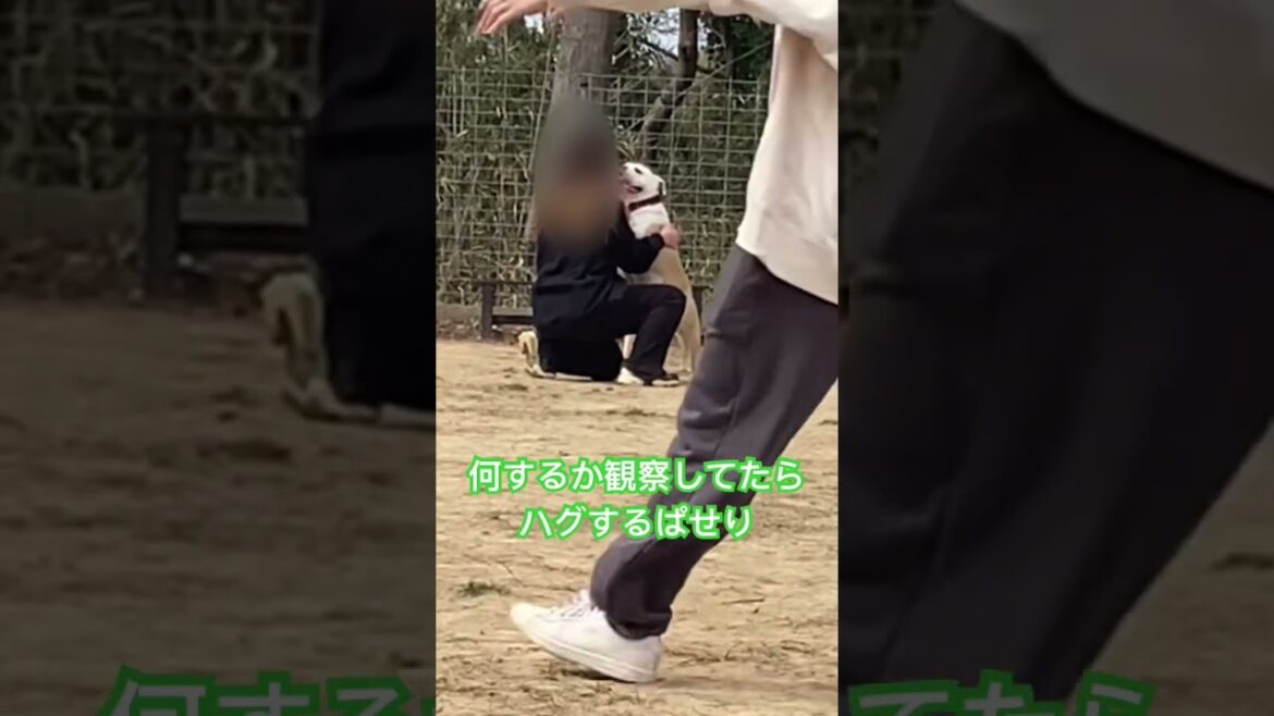 ハグするブルドッグ#イングリッシュブルドッグ#ブルドッグ ハグするブルドッグ#イングリッシュブルドッグ#ブルドッグ