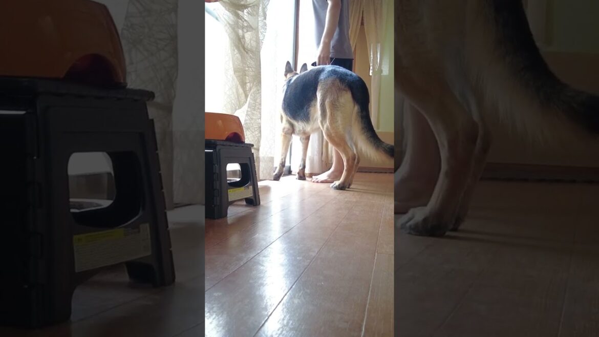 大型犬あるある
