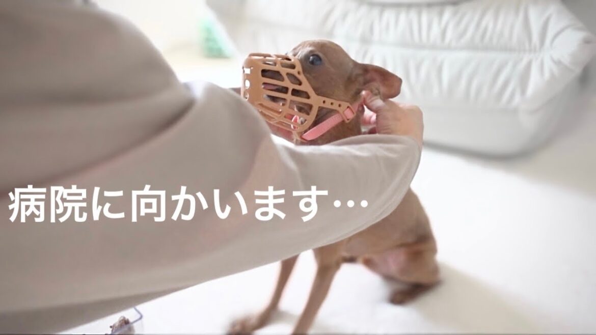 一生懸命、口輪の練習をした子鹿犬が病院へ…あの誕生日から現在まで。【ミニピン/元保護犬】 一生懸命、口輪の練習をした子鹿犬が病院へ…あの誕生日から現在まで。【ミニピン/元保護犬】