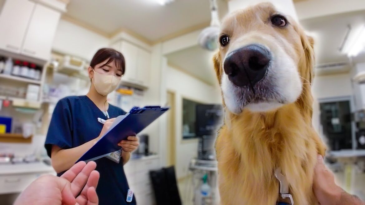 膀胱炎の再検査の為に動物病院へ行ってきました 膀胱炎の再検査の為に動物病院へ行ってきました