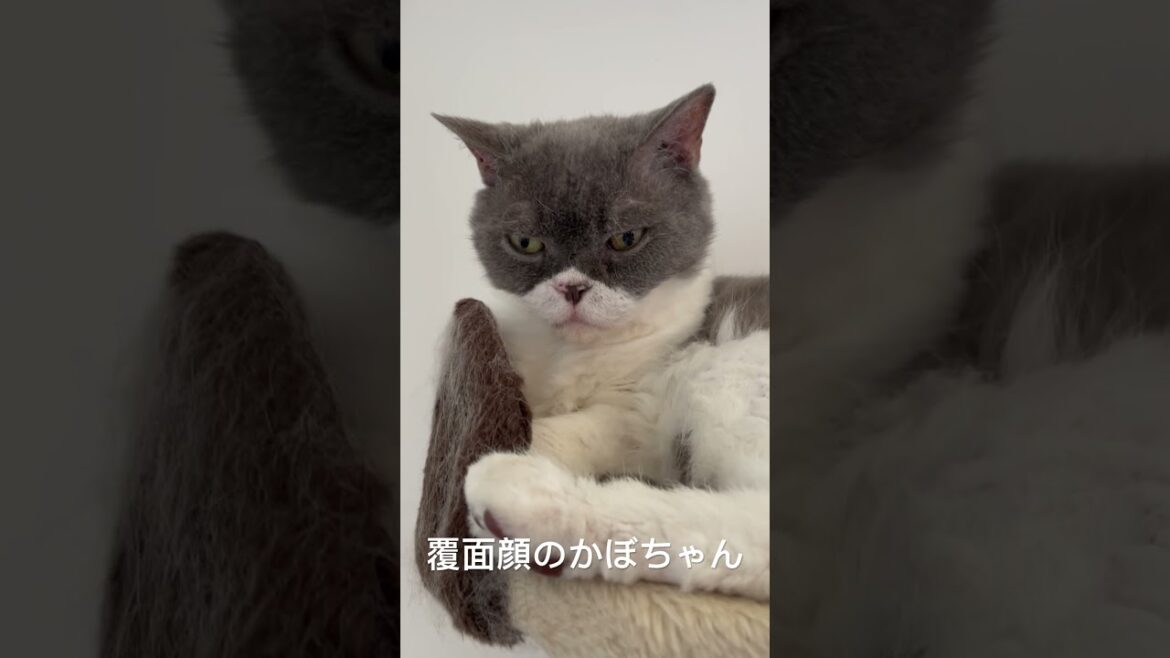 セルカークレックスのかぼちゃん　覆面猫