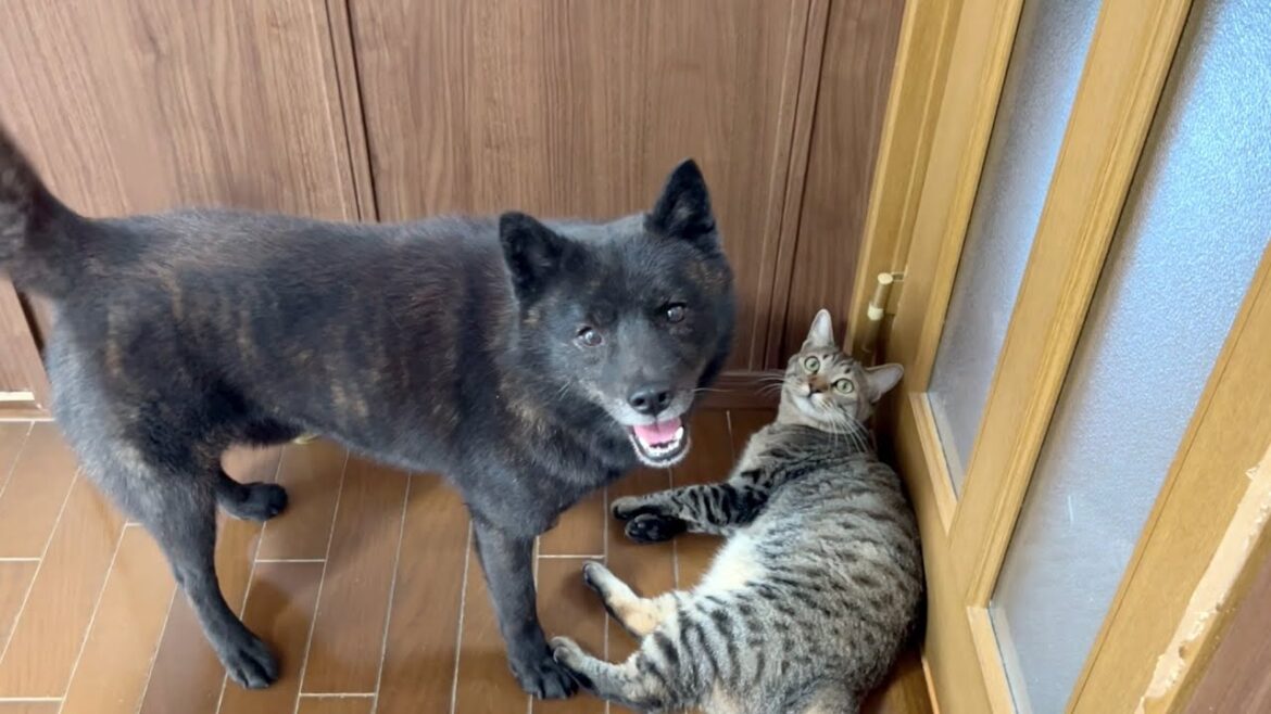 言葉を理解しすぎた甲斐犬【甲斐犬と猫】