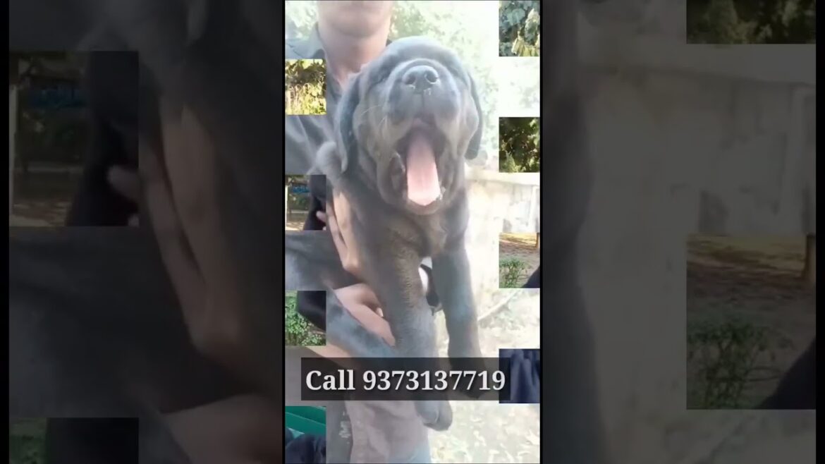 Black Labrador Heavy Bone | #blacklabradorpuppies| Dogsbreedofficial  2023 #ytshortsvideo