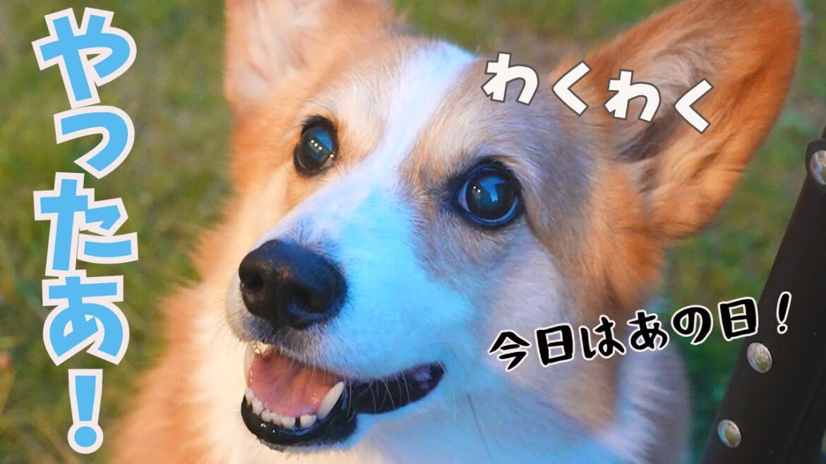 今日はあの日!楽しみすぎてニコニコが止まらないコーギー犬 今日はあの日!楽しみすぎてニコニコが止まらないコーギー犬